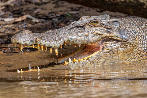 Daintree River Sunset Cruise - Accommodation Perth 6