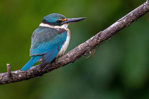 Daintree River Sunset Cruise - Accommodation Perth 5