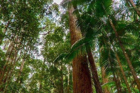 3-Day Fraser Island Hiking And 4WD Adventure From Hervey Bay - Accommodation Perth 1