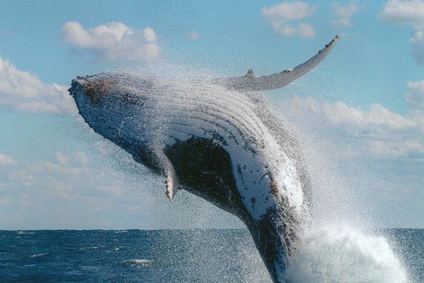 Great Barrier Reef Private Expedition Cruise (min 4 Day Max 8 Guests) - Perth Resorts 4