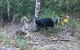 Daintree Luxury Limousine Tour - Full Day - thumb 8