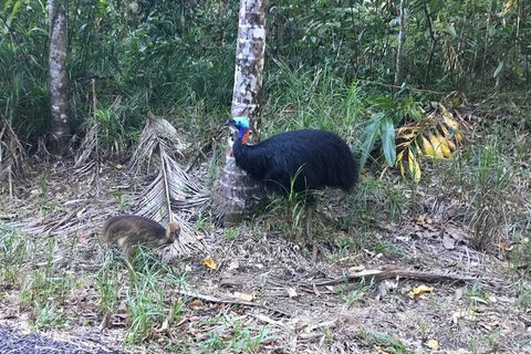 Daintree Luxury Limousine Tour - Full Day - Accommodation Perth 8