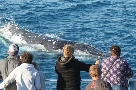 Half-Day Whale Watching In Urangan - Accommodation Perth 5