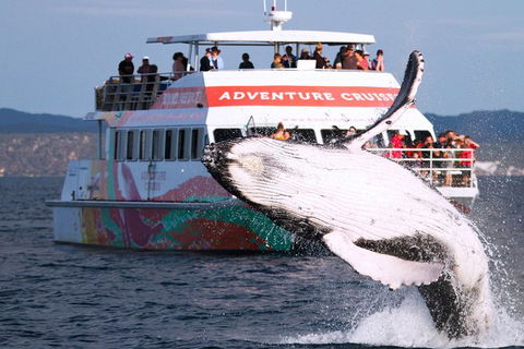 Half-Day Whale Watching In Urangan - Accommodation Perth 0