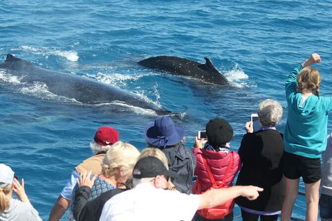 Half-Day Whale Watching In Urangan - Accommodation Perth 4