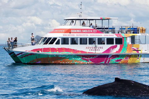 Half-Day Whale Watching In Urangan - Accommodation Perth 1
