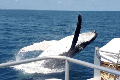 Half-Day Whale Watching In Urangan - Accommodation Perth 3