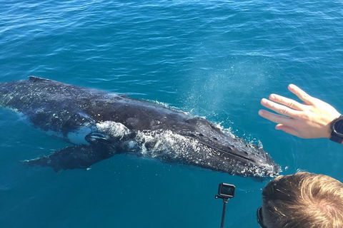Half-Day Whale Watching In Urangan - Accommodation Perth 6