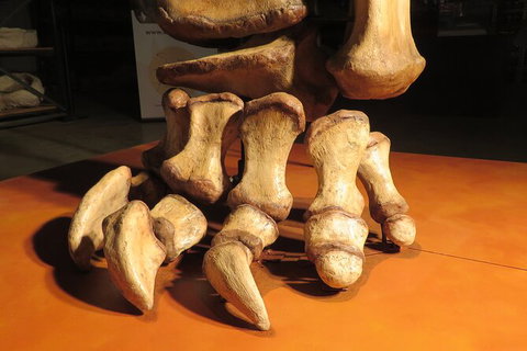 Australian Dinosaur Giants Tour - Perth Resorts 3