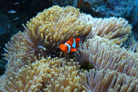 PADI Diving Courses On The Gold Coast - Accommodation Perth 4