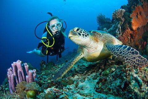 PADI Diving Courses On The Gold Coast - Accommodation Perth 1