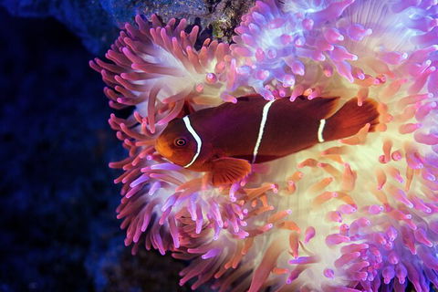 Cairns Aquarium By Twilight With 3 Course Dinner - Accommodation Perth 6