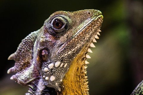 Cairns Aquarium By Twilight With 3 Course Dinner - Accommodation Perth 5