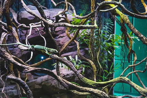 Cairns Aquarium By Twilight With 3 Course Dinner - Accommodation Perth 8