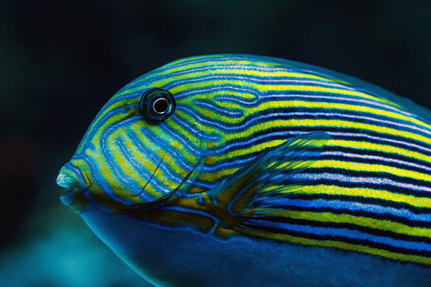 Cairns Aquarium By Twilight With 3 Course Dinner - Accommodation Perth 4