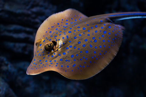 Cairns Aquarium By Twilight With 3 Course Dinner - Accommodation Perth 2
