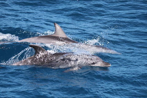 Sandy Straits Scenic & Wildlife Cruise - Accommodation Perth 1