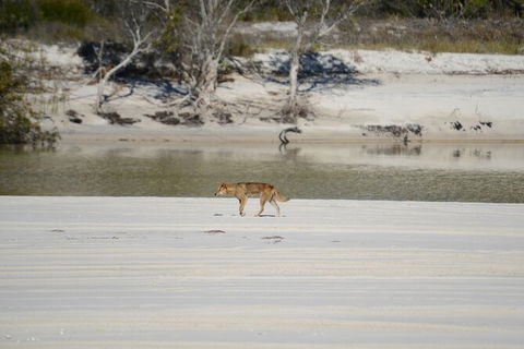 Sandy Straits Scenic & Wildlife Cruise - Accommodation Perth 10