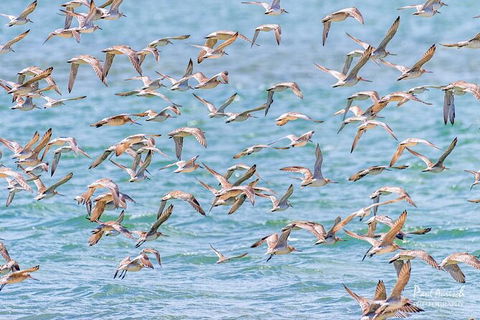 Sandy Straits Scenic & Wildlife Cruise - Accommodation Perth 4