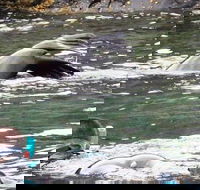 Kangaroo Island Ocean Safari - Snorkeling Safari - Accommodation Perth