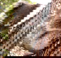 Kangaroo Island Luxury Small Group 'Island Life' Full Day Tour - Accommodation Perth