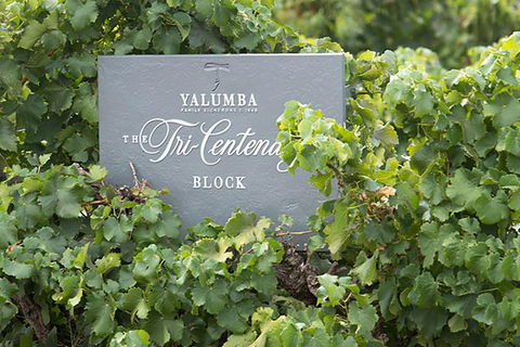 Yalumba Nursery & Grenache Discovery Tour + Platter Lunch - Accommodation Perth 0