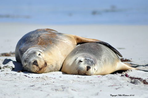 NEW TOUR - Kangaroo Island Road To Recovery Tour (1 Day/1 Night) - Perth Resorts 3