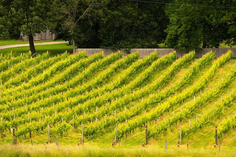 All Inclusive Wine Tour Up The Derwent Valley Hobart: Local Wines & Cheeses - Perth Resorts 3