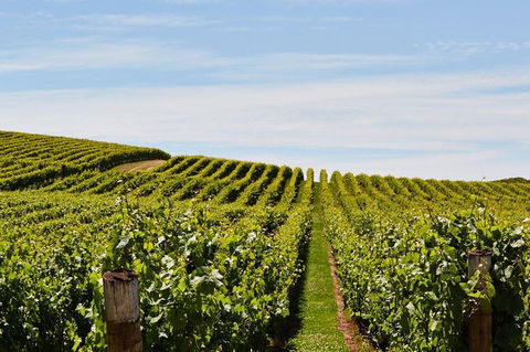 Launceston Wine & Sightseeing Tours - Accommodation Perth 3
