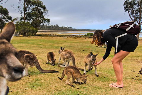 4-Day Fabulous Tasmania Tour: Wineglass Bay, Port Arthur, Devils & Bruny Island - Accommodation Perth 5