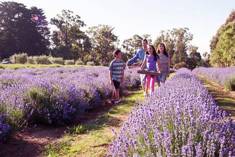 Yarra Valley Farmgate Tours - Accommodation Perth 3