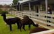 Yarra Valley Farmgate Tours - thumb 4