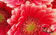 Yarra Valley Farmgate Tours - thumb 2