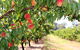 Yarra Valley Farmgate Tours - thumb 0