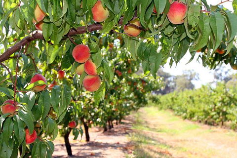 Yarra Valley Farmgate Tours - Accommodation Perth 0