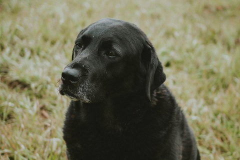 Daylesford Private, Corporate, Group Wine Tours: Wine, Cider, Gin, Vodka, Port! - Perth Resorts 4