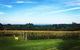 Yarra Valley Private Car Winery Tour And Chocolate.1-7 Passengers One Car Price - thumb 5