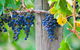 Yarra Valley Private Car Winery Tour And Chocolate.1-7 Passengers One Car Price - thumb 1
