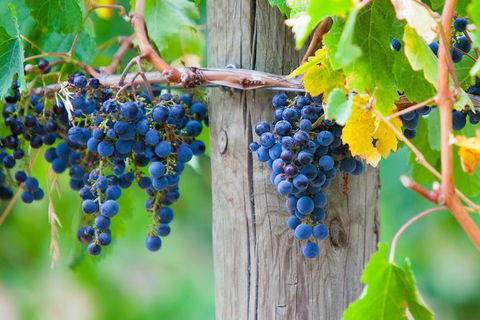 Yarra Valley Private Car Winery Tour And Chocolate.1-7 Passengers One Car Price - Accommodation Perth 1
