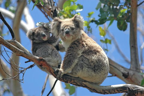 LGBT+ Friendly Full Day Phillip Island Private Tour - Accommodation Perth 1