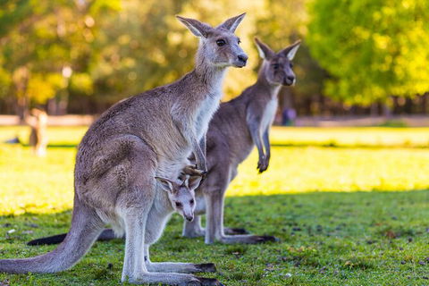 LGBT+ Friendly Full Day Phillip Island Private Tour - Accommodation Perth 2