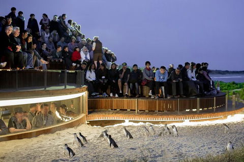 LGBT+ Friendly Full Day Phillip Island Private Tour - Accommodation Perth 0