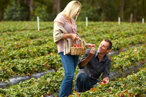 Melbourne Private Fruit Picking Tours (Up To 11 Persons) - Accommodation Perth 4