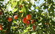 Melbourne Private Fruit Picking Tours (Up To 11 Persons) - thumb 0