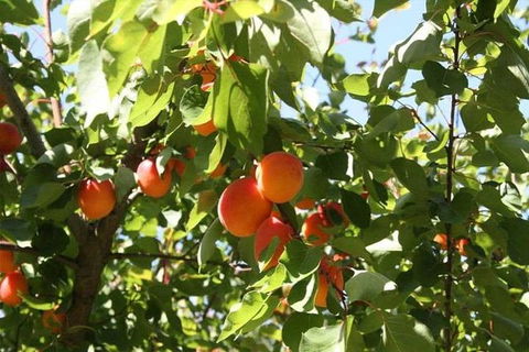 Melbourne Private Fruit Picking Tours (Up To 11 Persons) - Accommodation Perth 0