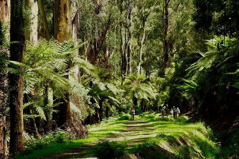 Aqueduct And Rail Trail Self-Guided Bike Tour In Warburton - Perth Resorts 1