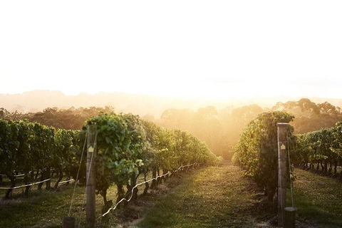 Mornington Peninsula 2-6 Guests Lunch Rare Hare Or Merricks General Wine Store - Accommodation Perth 2