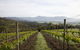 Yarra Valley 2-6 Guests Premium Food And Wine Inc Lunch At Dominique Portet - thumb 7