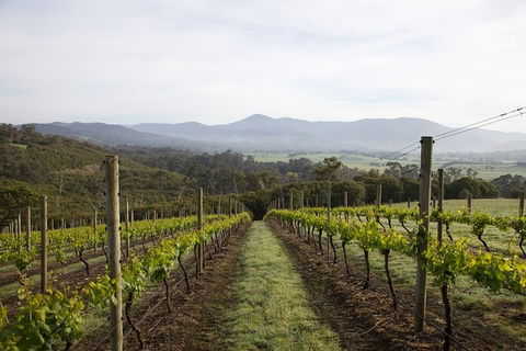 Yarra Valley 2-6 Guests Premium Food And Wine Inc Lunch At Dominique Portet - Accommodation Perth 7