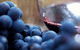 Yarra Valley 2-6 Guests Premium Food And Wine Inc Lunch At Dominique Portet - thumb 8